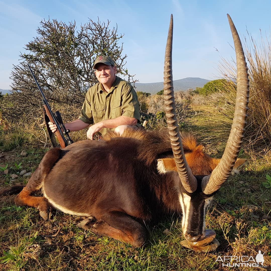 Hunt Sable Antelope in South Africa