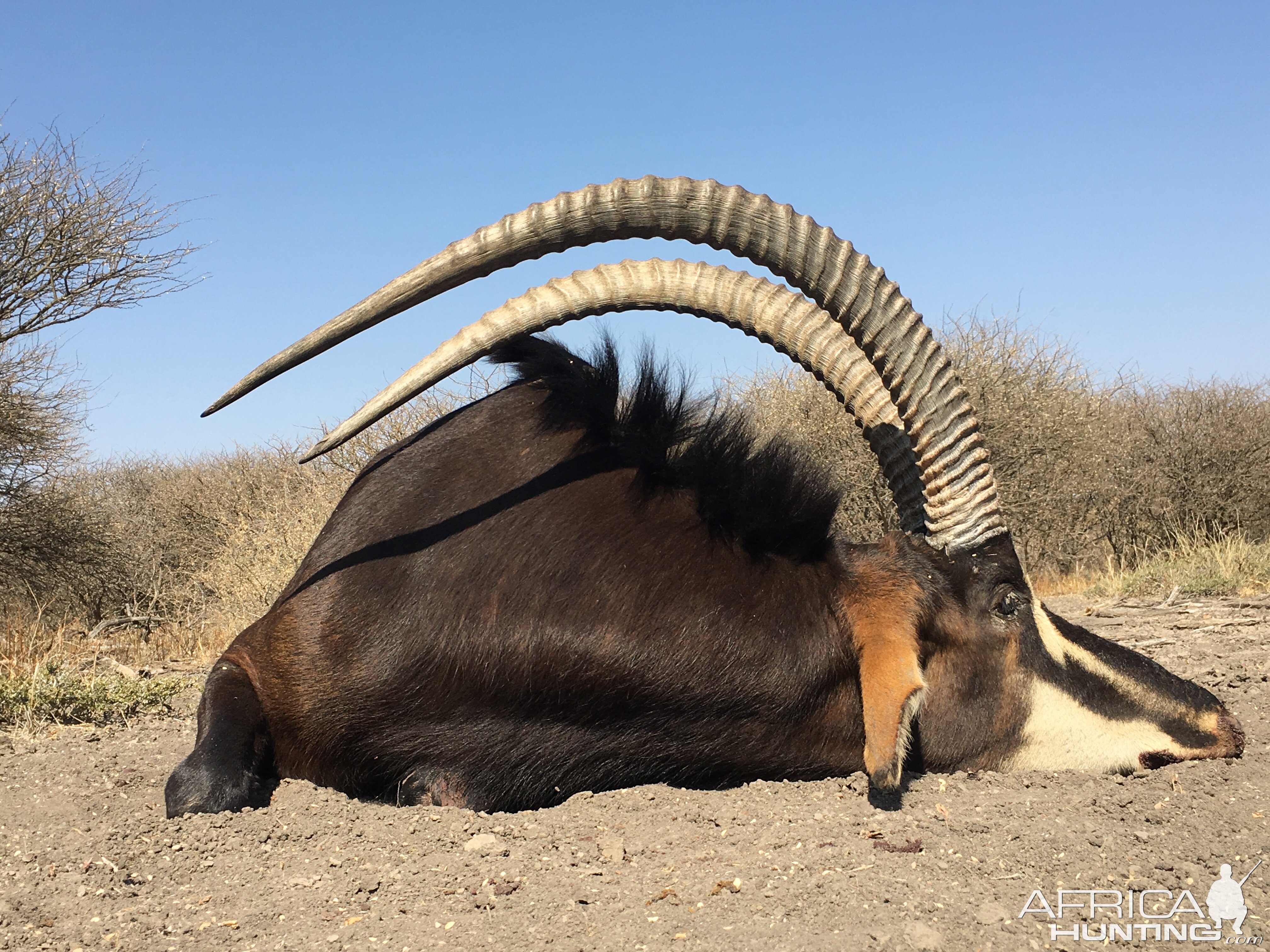 Hunt Sable Antelope in South Africa