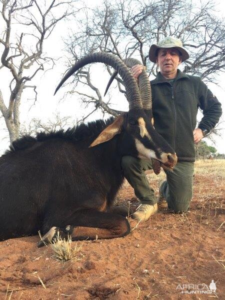 Hunt Sable Antelope South Africa