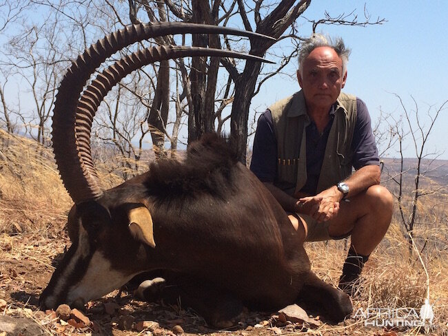 Hunt Sable Antelope Zimbabwe