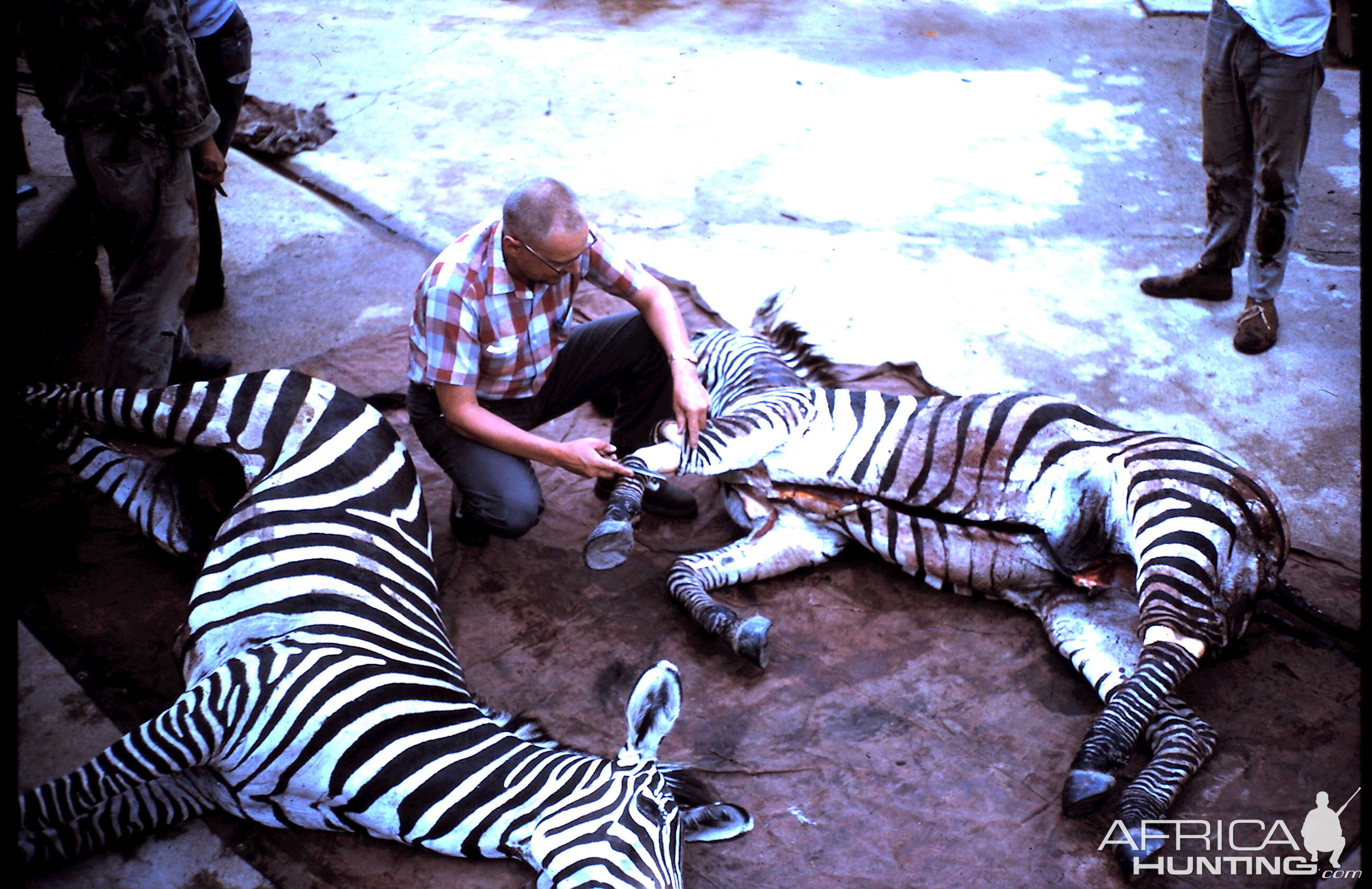 Hunt Selous Plain Zebra in Tanzania during 60's