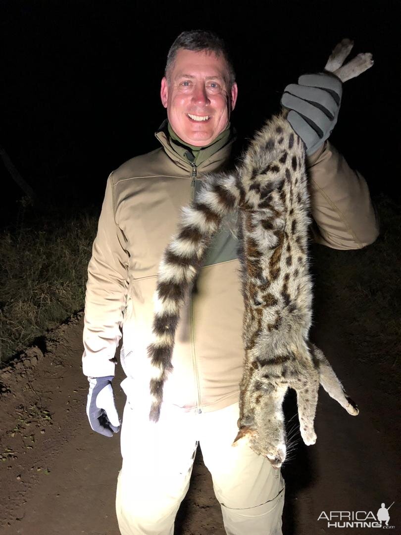 Hunt Serval Cat Zimbabwe