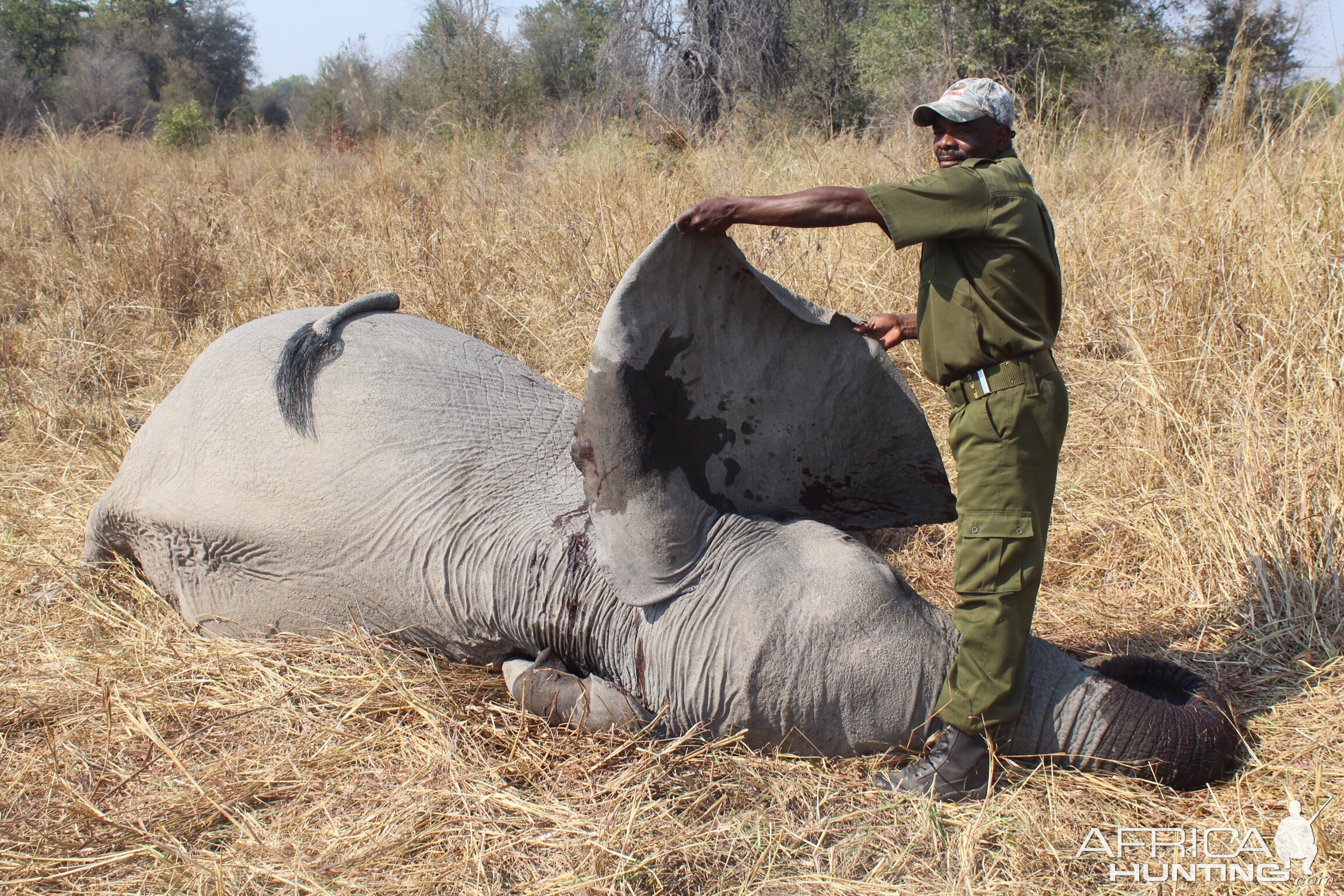 Hunt Tuskless Elephant in Zimbabwe