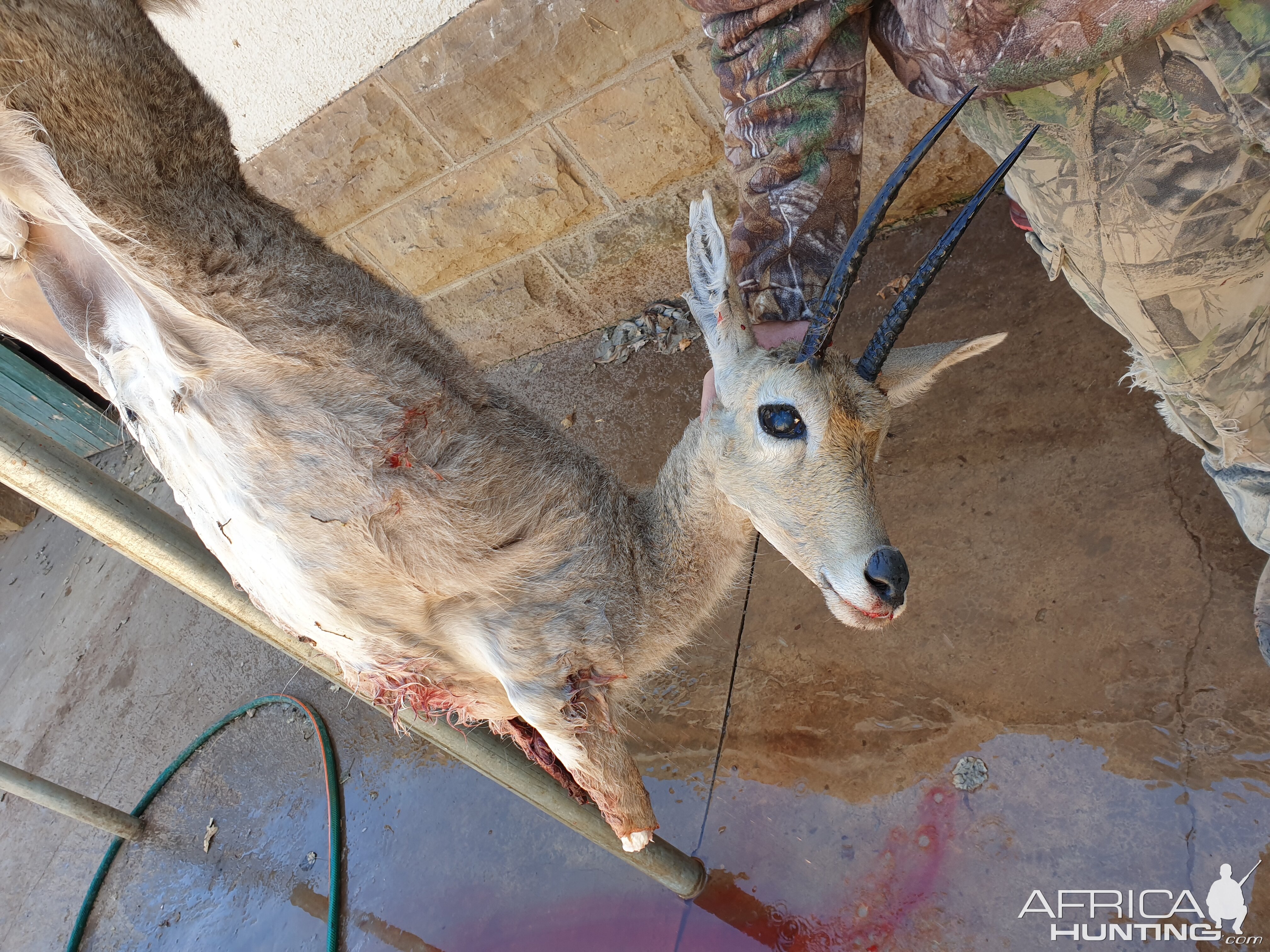 Hunt Vaal Rhebok in South Africa