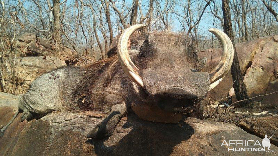 Hunt Warthog in Mozambique