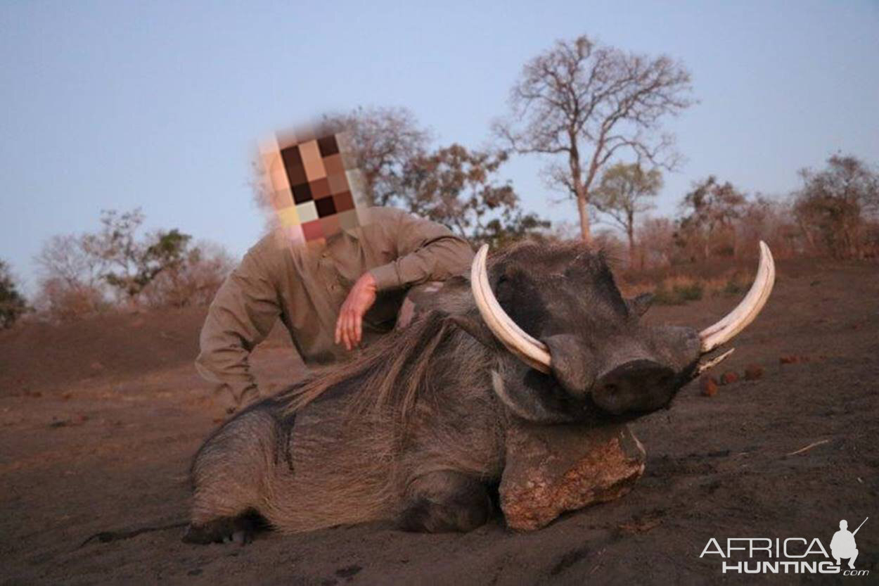 Hunt Warthog in Mozambique