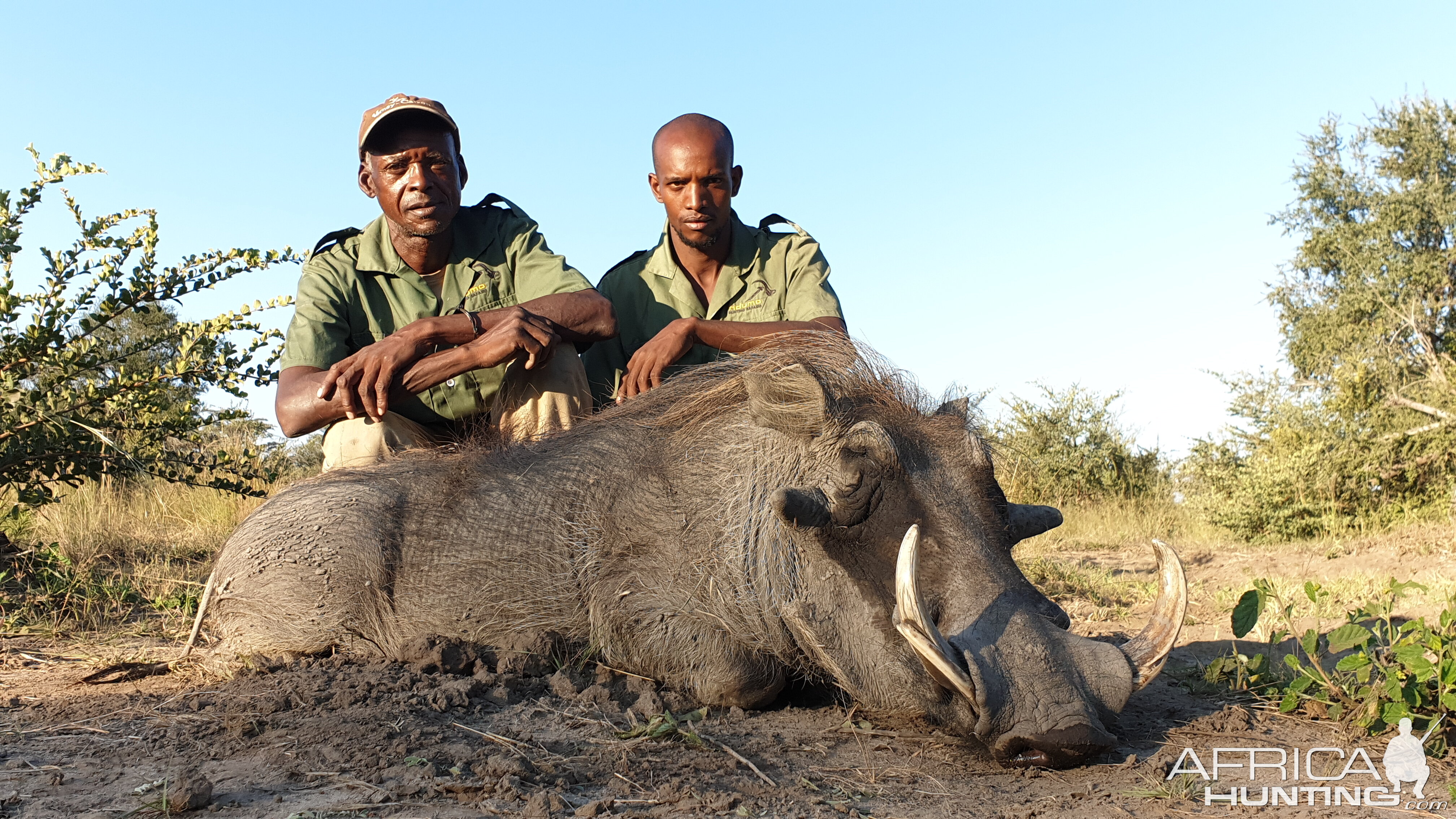 Hunt Warthog in Namibia