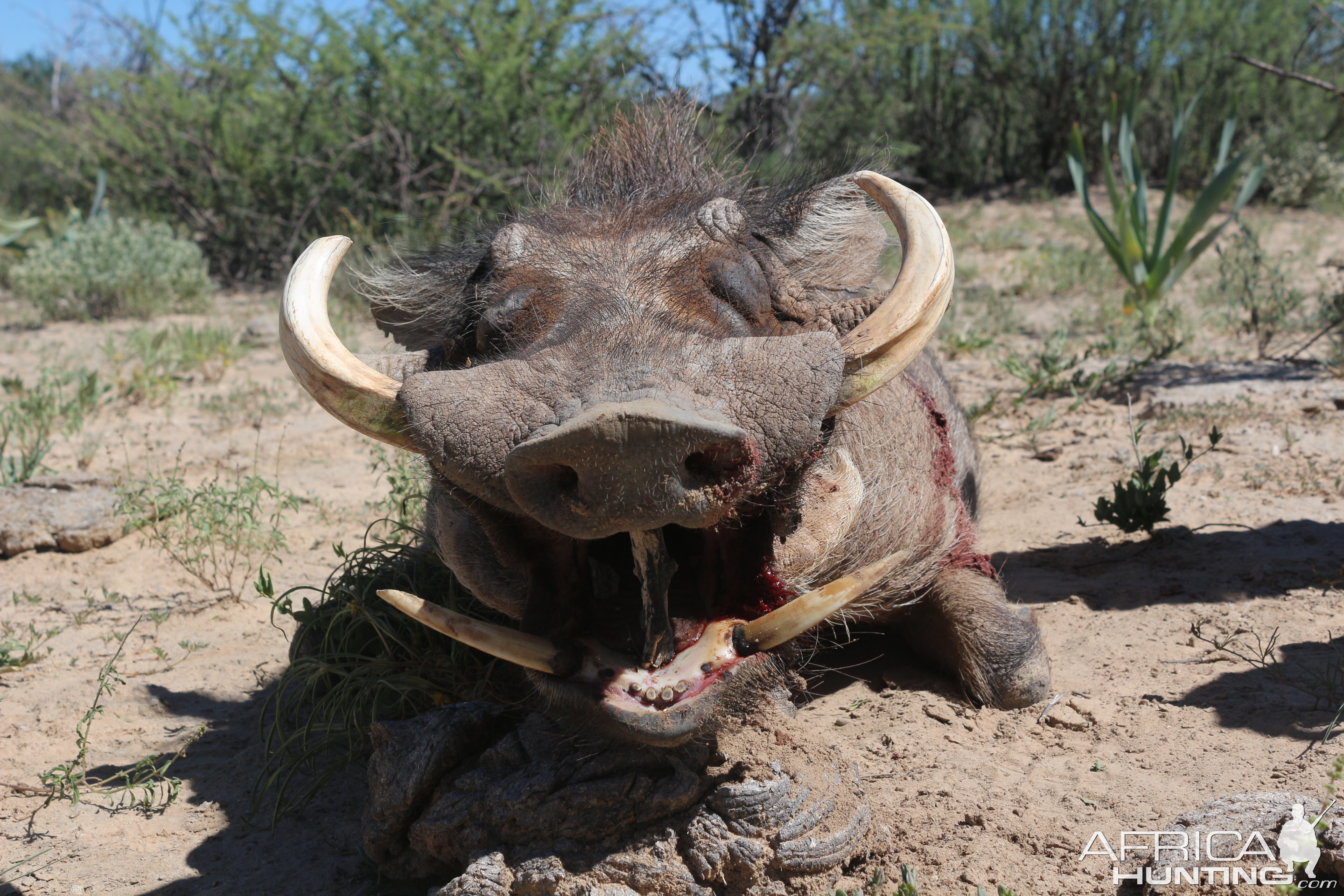 Hunt Warthog in Namibia