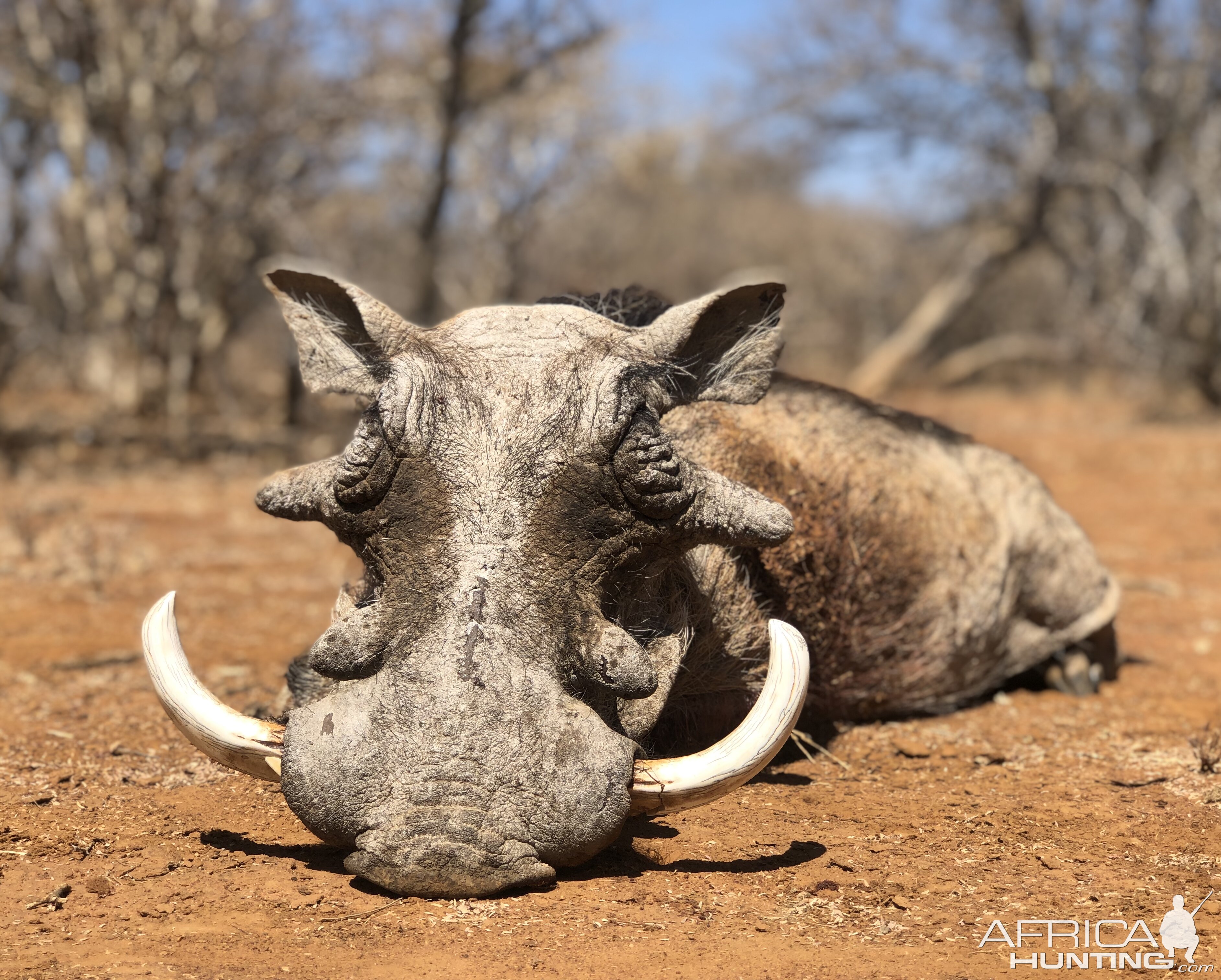 Hunt Warthog in South Africa