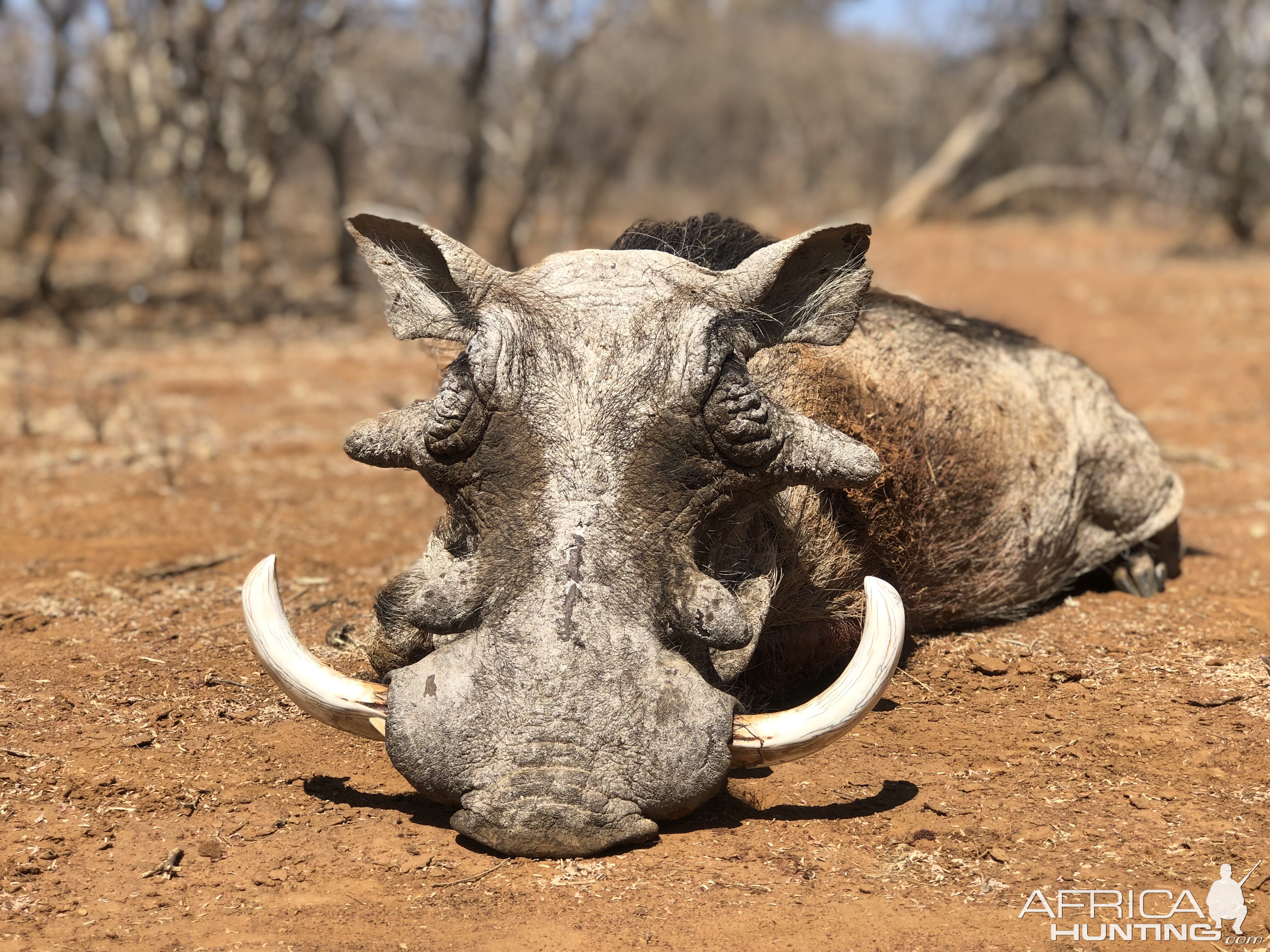 Hunt Warthog in South Africa