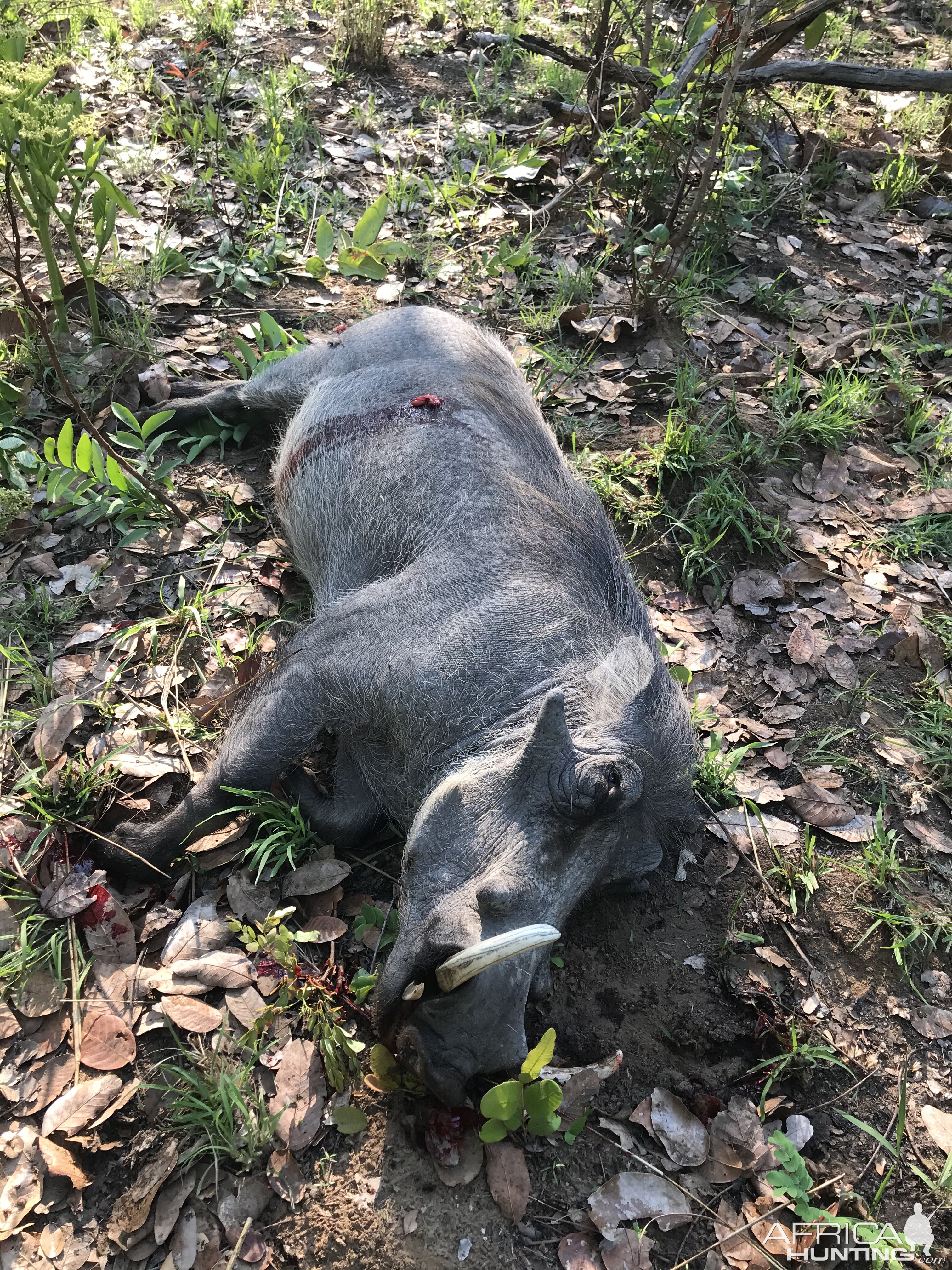 Hunt Warthog in Zambia