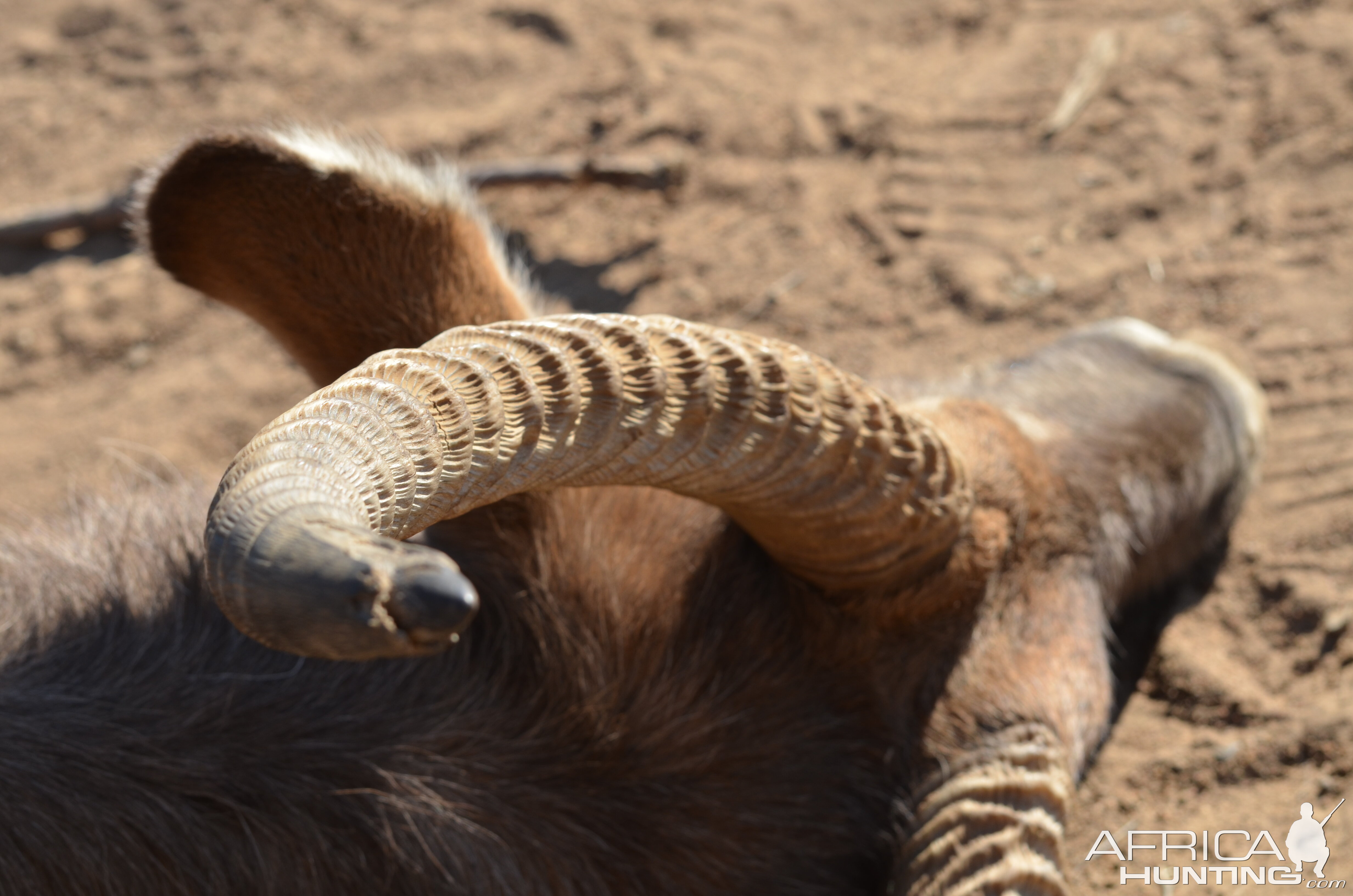 Hunt Waterbuck in South Africa