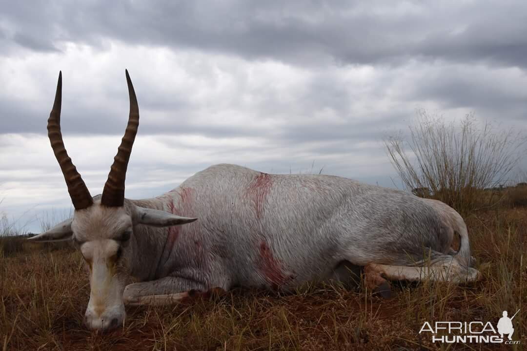 Hunt White Blesbok South Africa