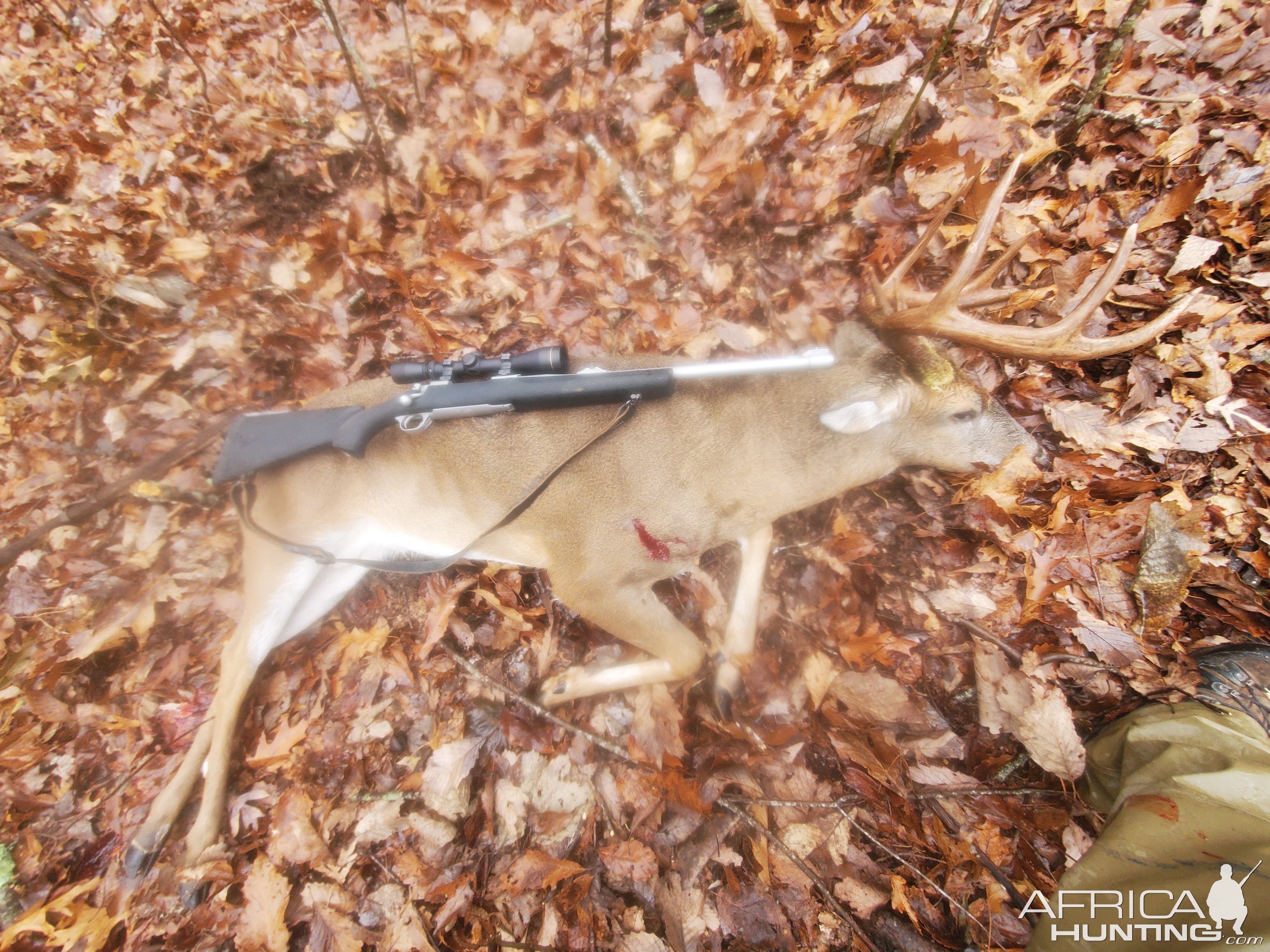 Hunt White-tailed Deer in USA