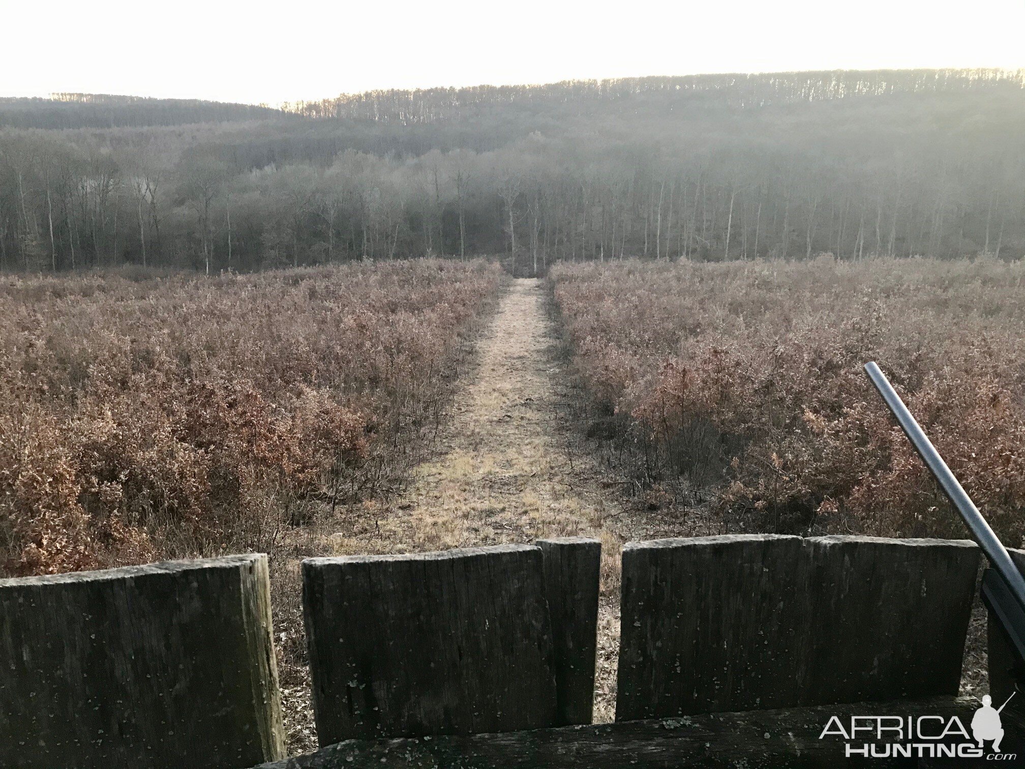 Hunt Wild Boar in Hungary