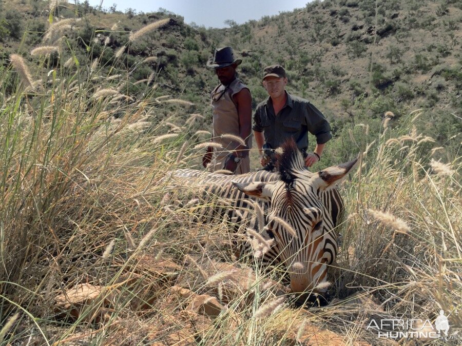 Hunt Zebra in Namibia