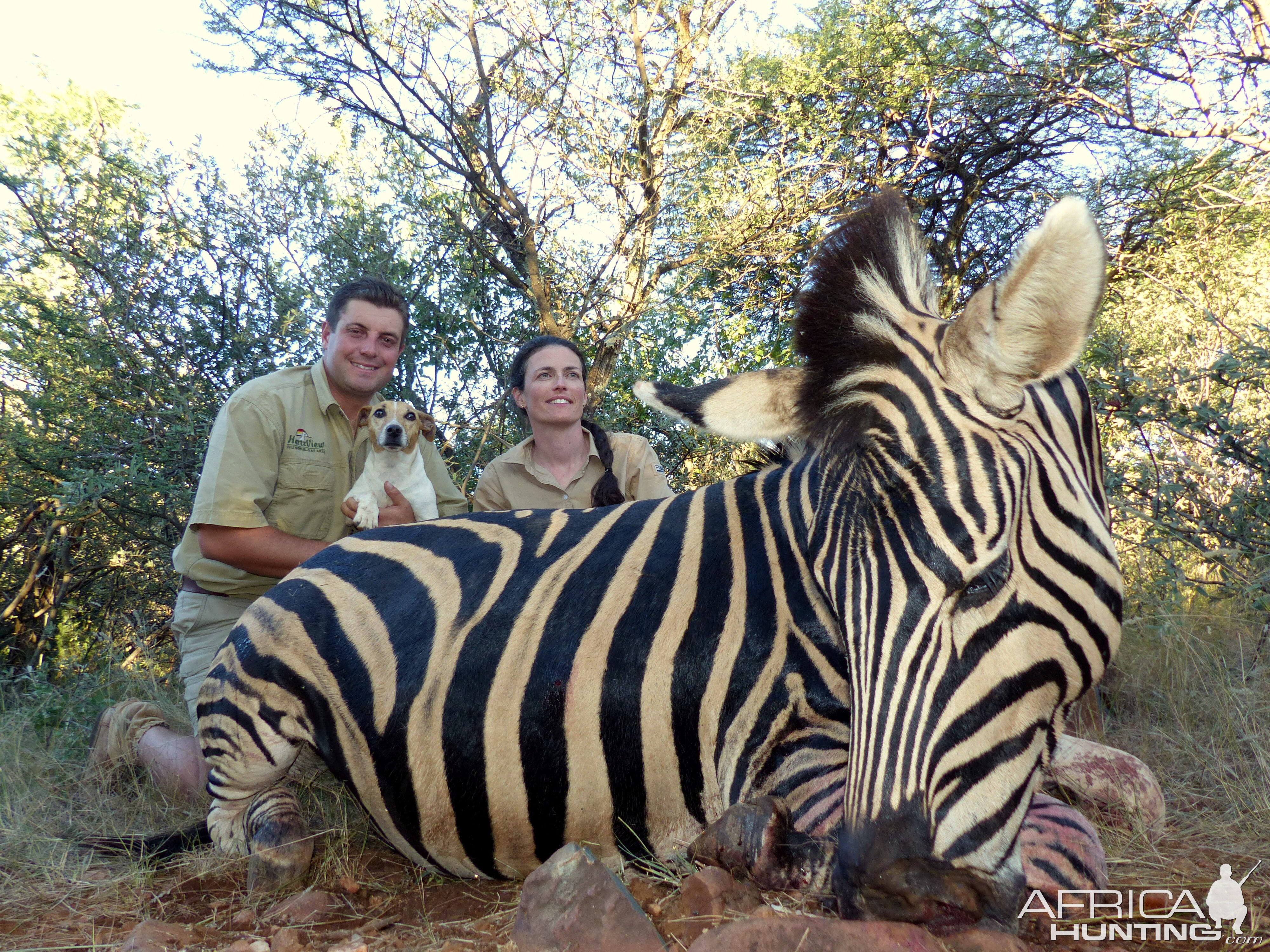 Hunt Zebra in South Africa