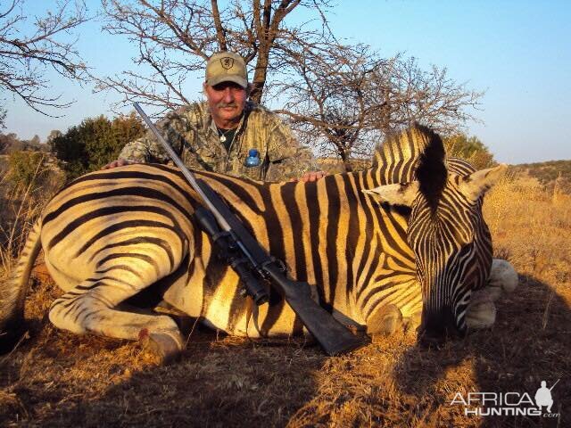 Hunt Zebra in South Africa