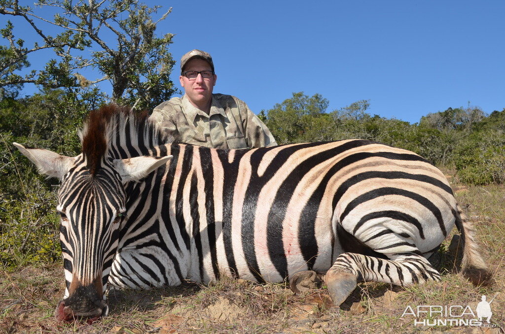 Hunt Zebra in South Africa