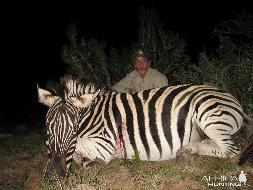 Hunt Zebra in South Africa