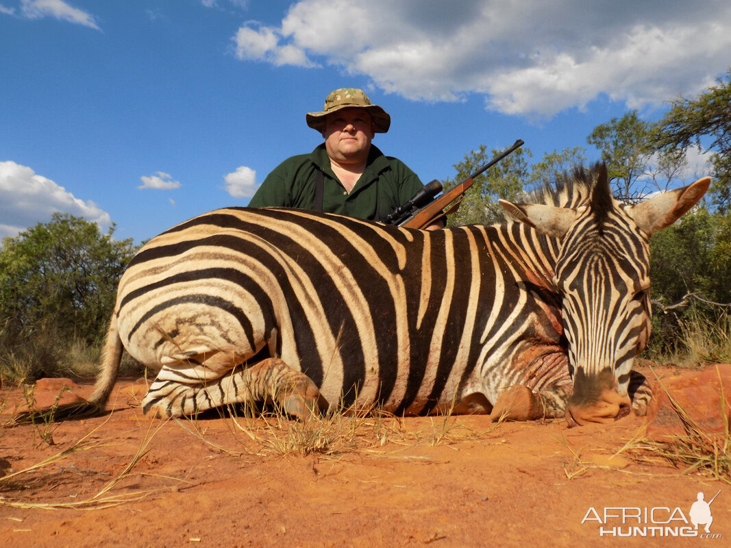 Hunt Zebra in South Africa