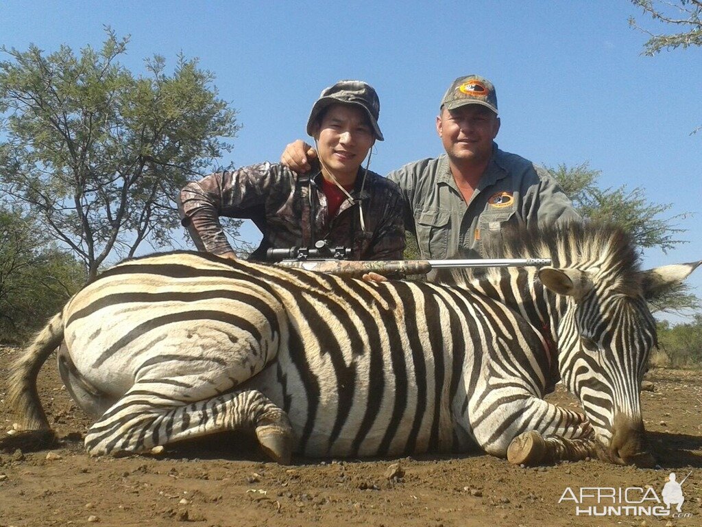 Hunt Zebra in South Africa