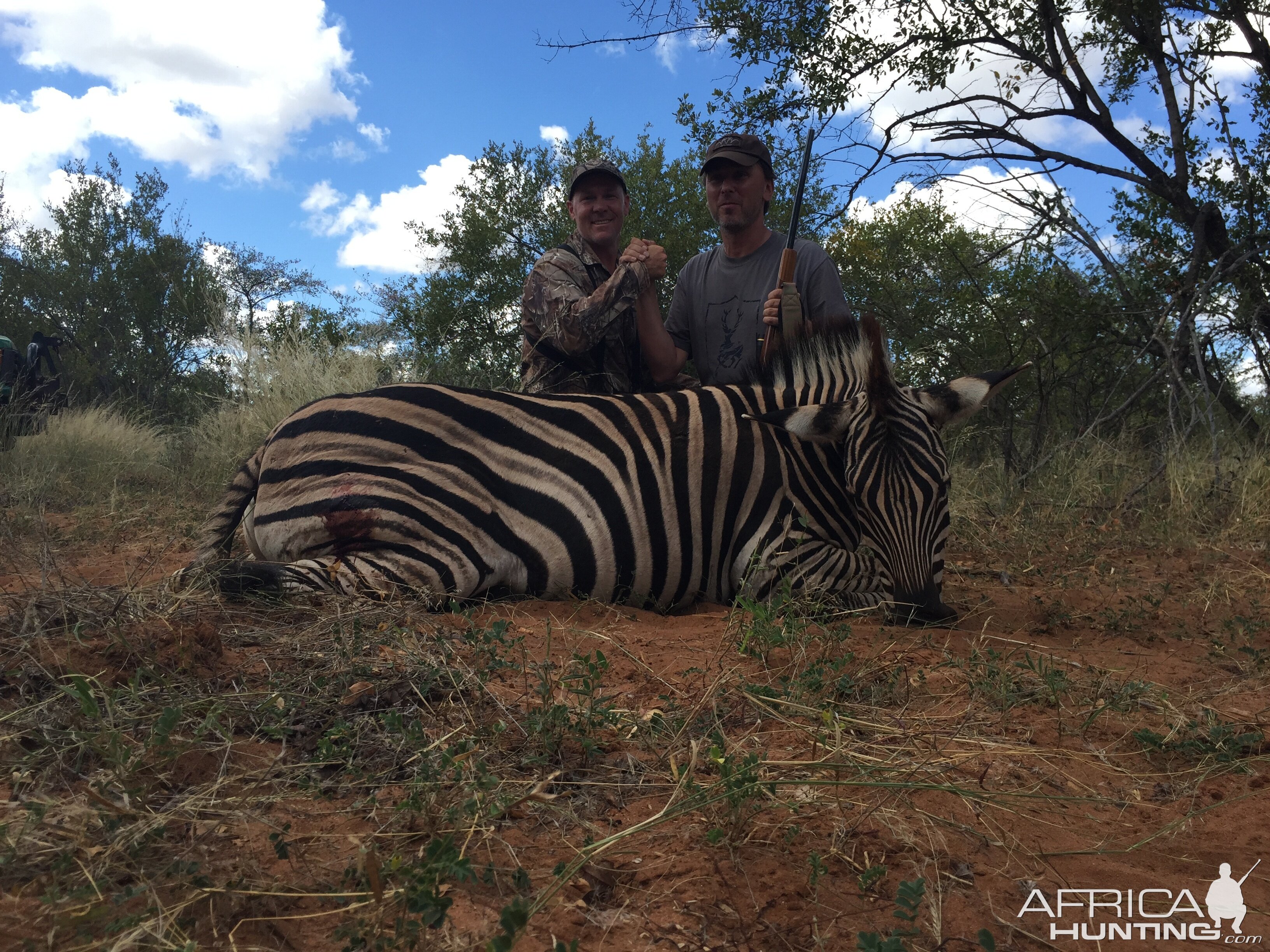 Hunt Zebra in South Africa