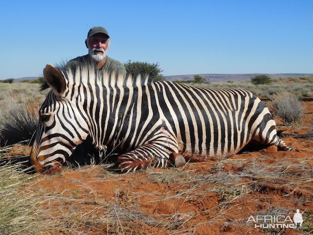 Hunt Zebra in South Africa