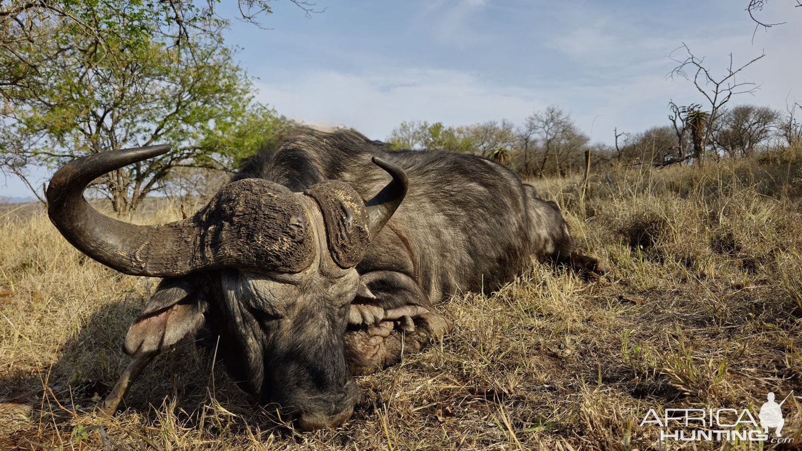 Hunted Cape Buffalo KwaZulu-Natal South Africa