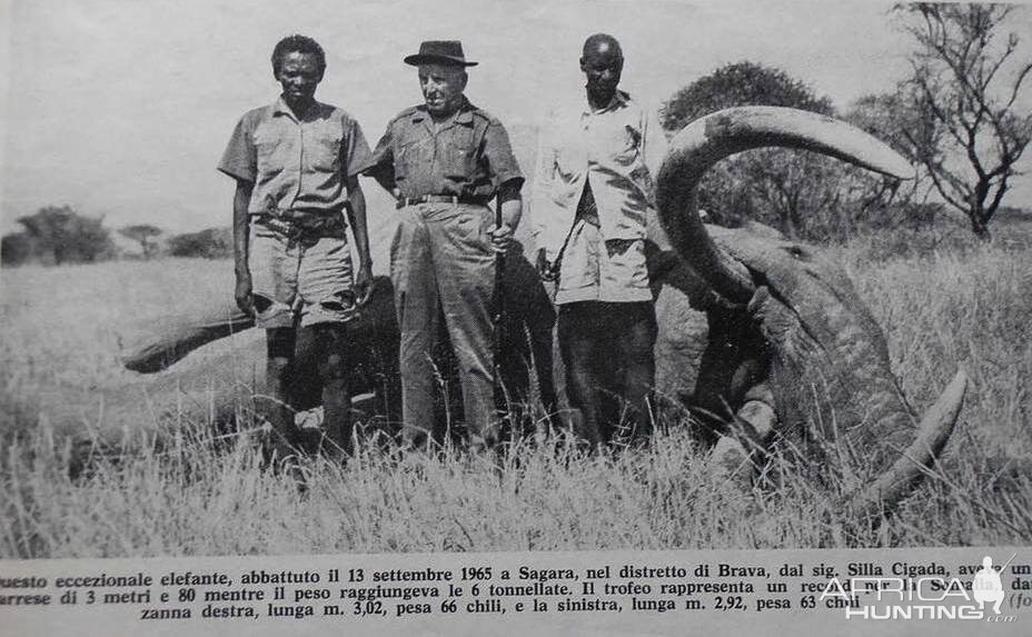 Hunting 145,5pounder Elephant, 3 meter tusks