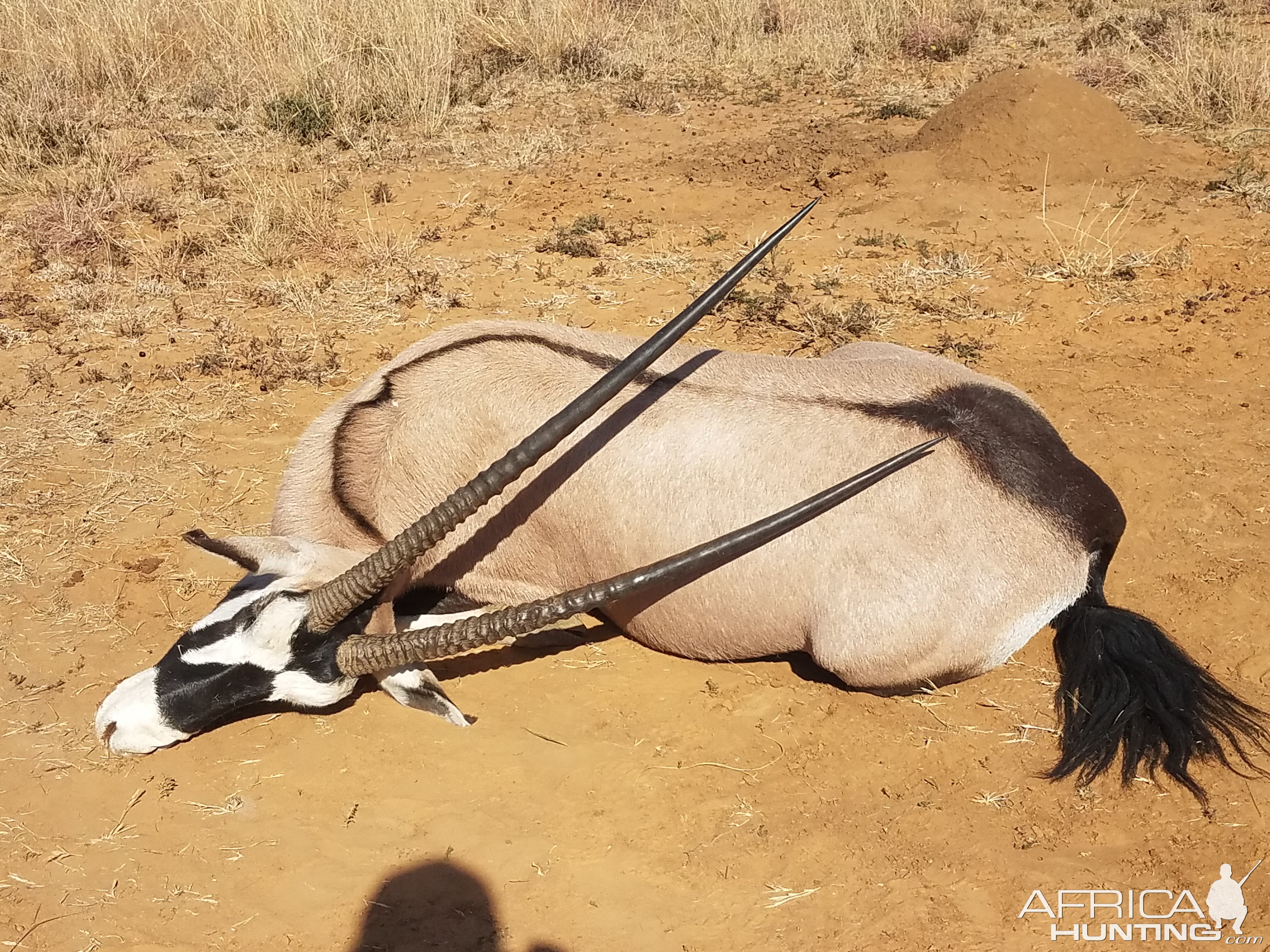 Hunting 37" Inch Gemsbok South Africa