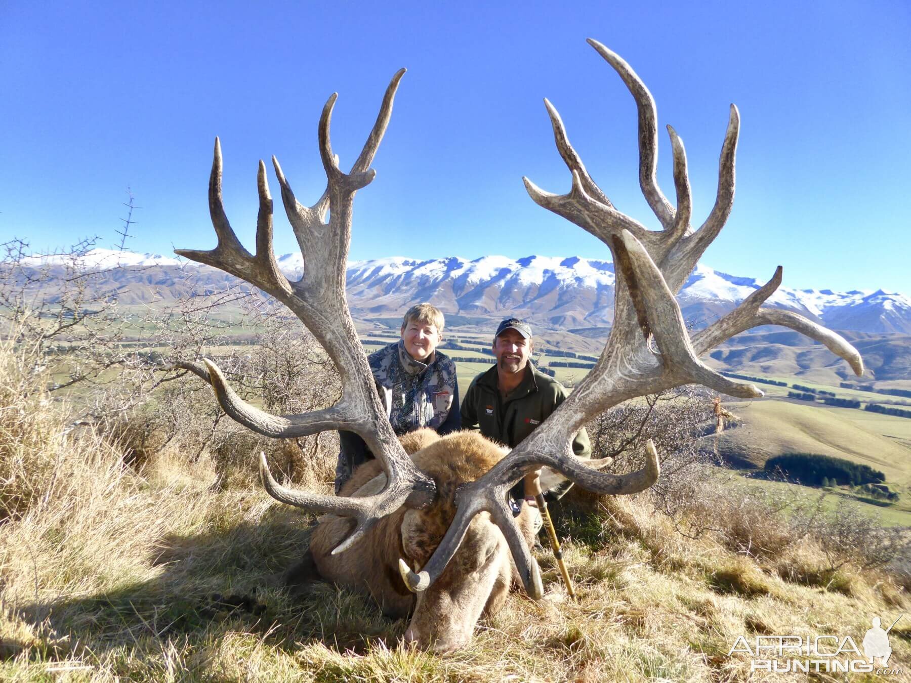 Hunting 420" Inch Red Stag in New Zealand