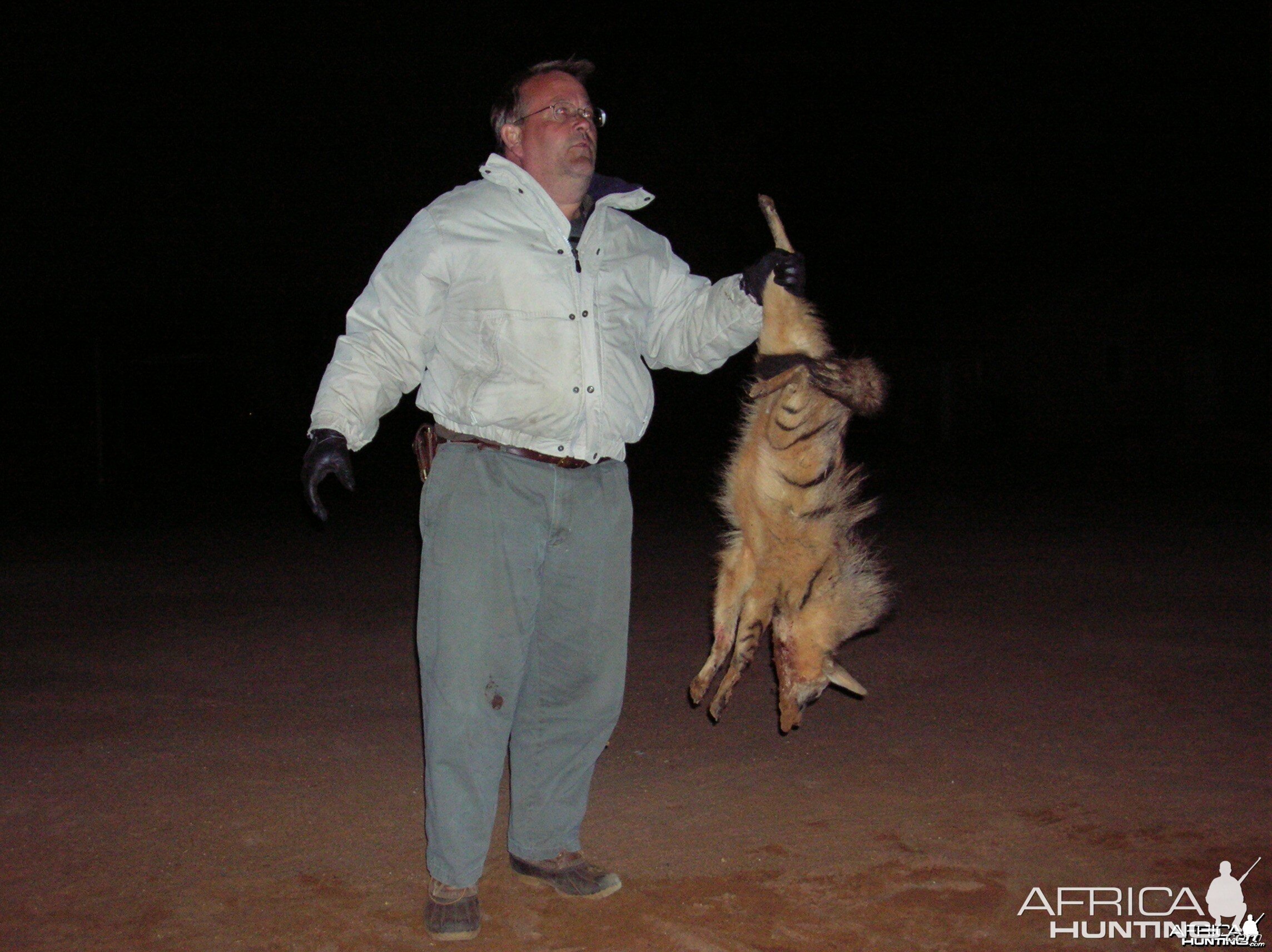 Hunting Aardwolf in Namibia
