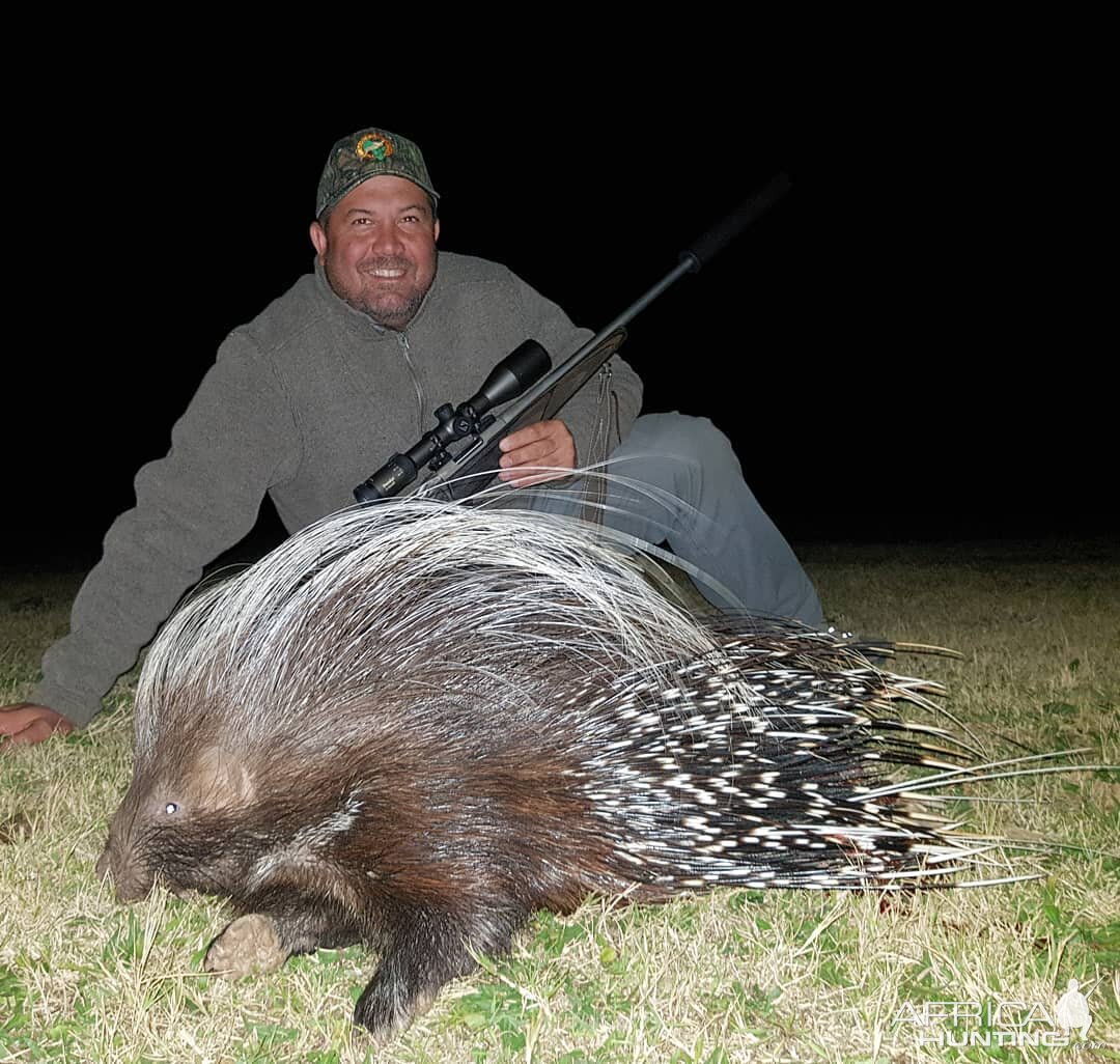 Hunting African Porcupine South Africa