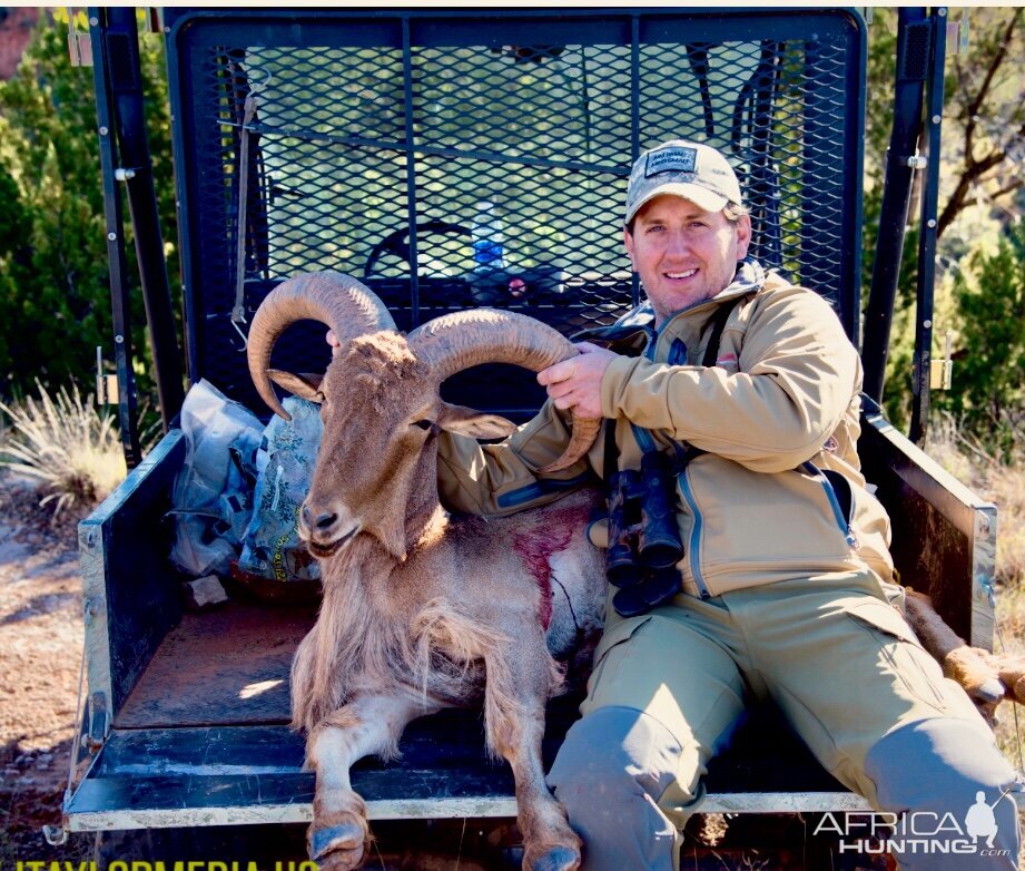 Hunting Aoudad in Texas
