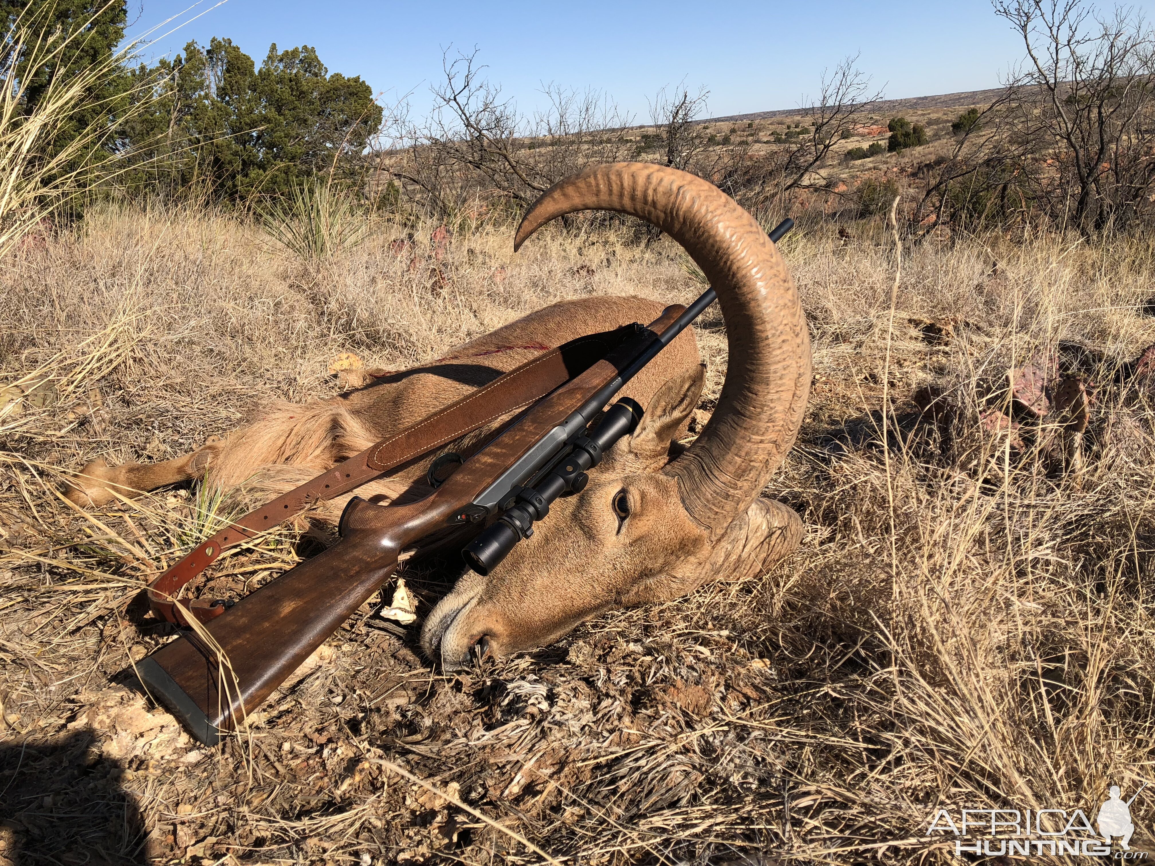 Hunting Aoudad in Texas