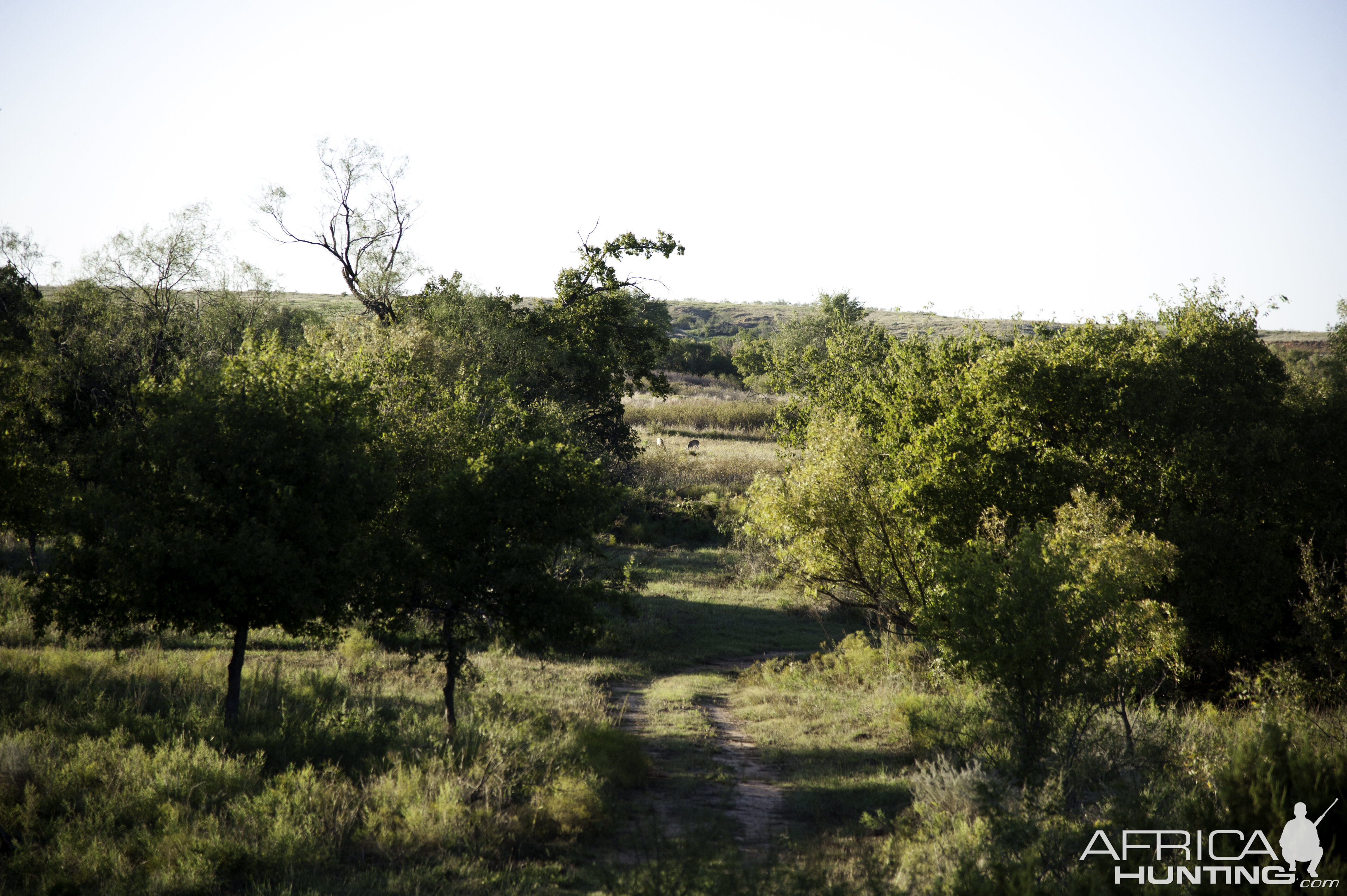 Hunting Area Texas