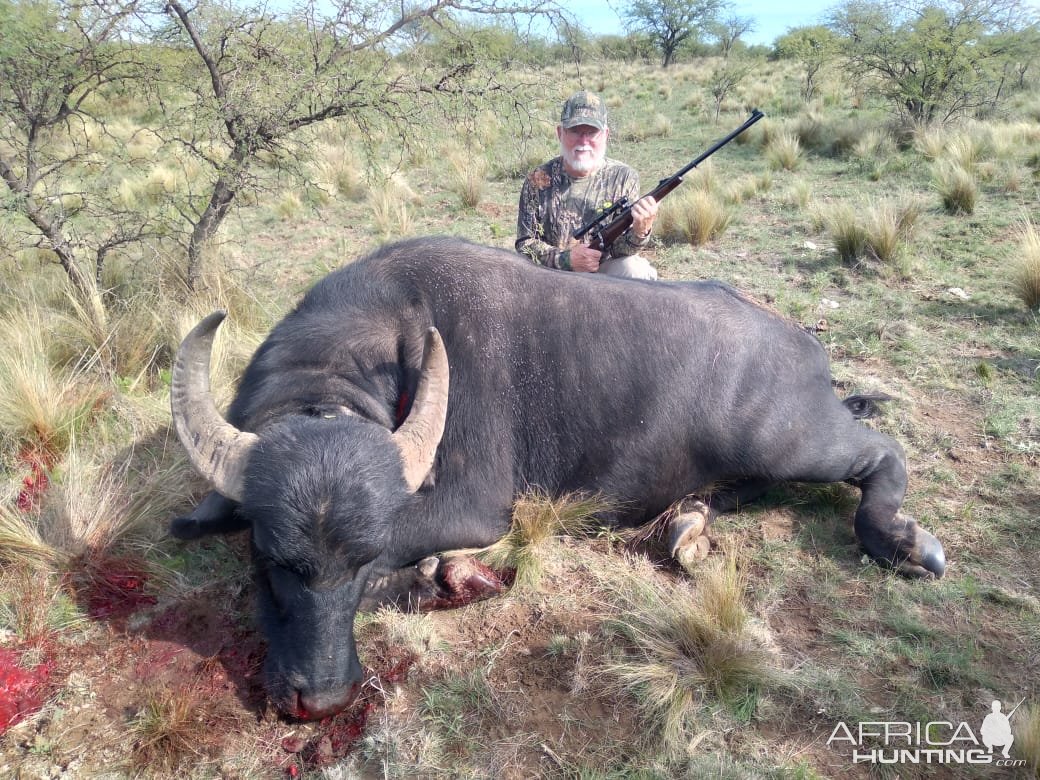 Hunting Asian Water Buffalo Argentina