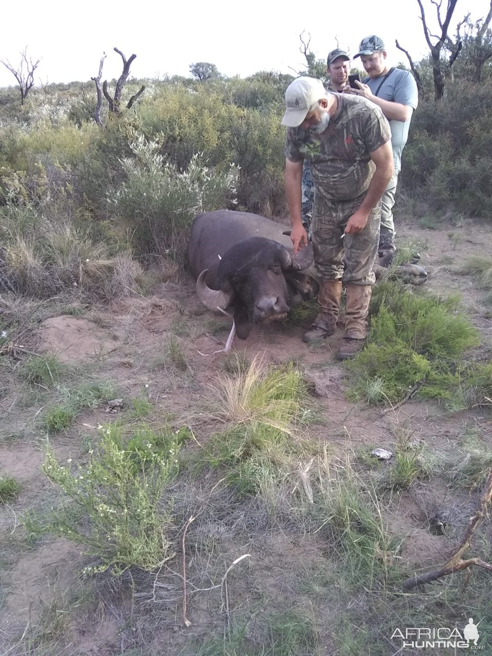 Hunting Asian Water Buffalo Argentina