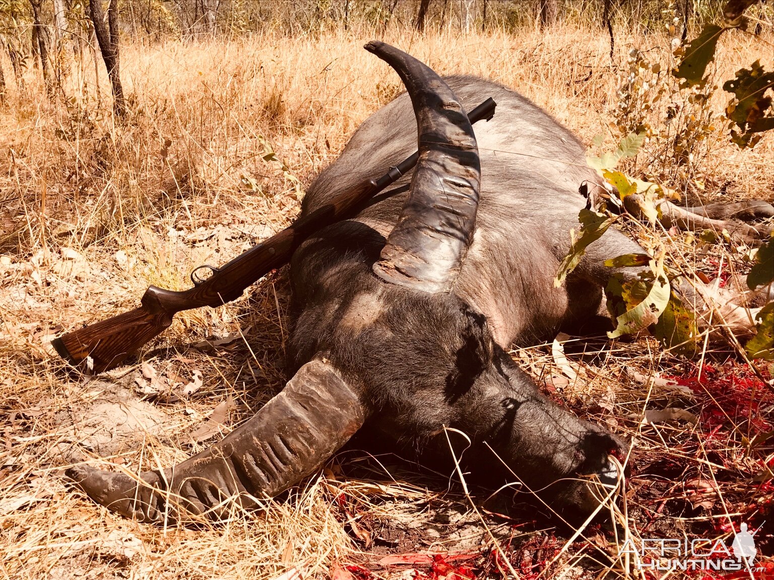 Hunting Asiatic Water Buffalo Australia