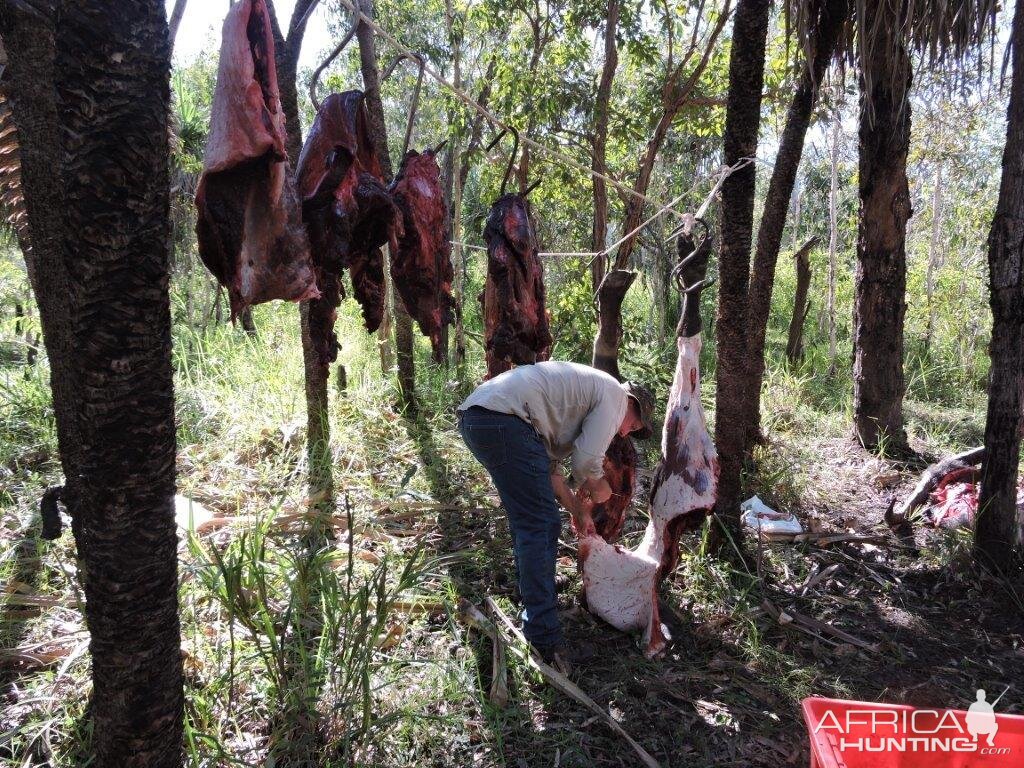 Hunting Asiatic Water Buffalo in Australia