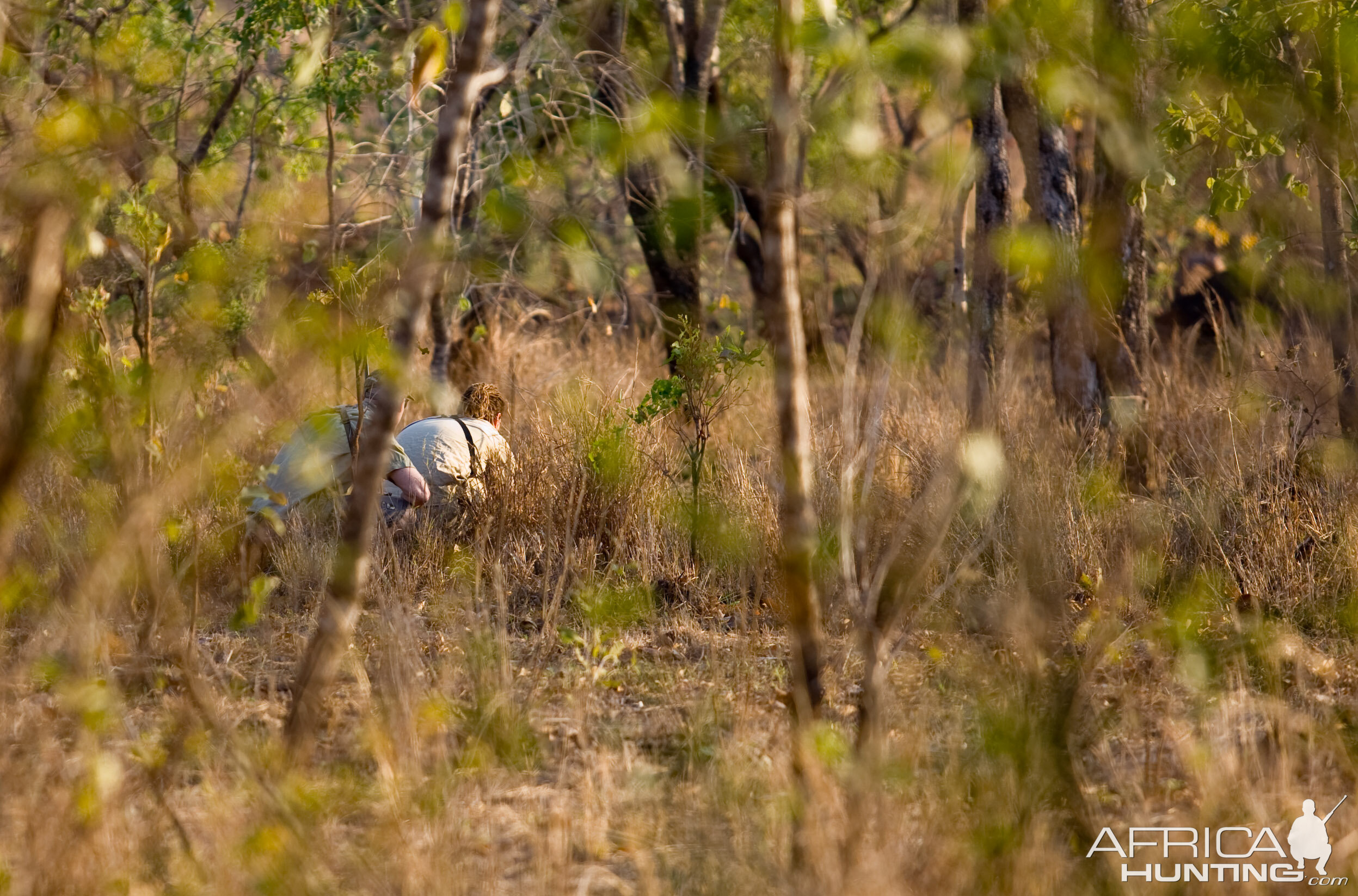 Hunting Asiatic Water Buffalo in Australia