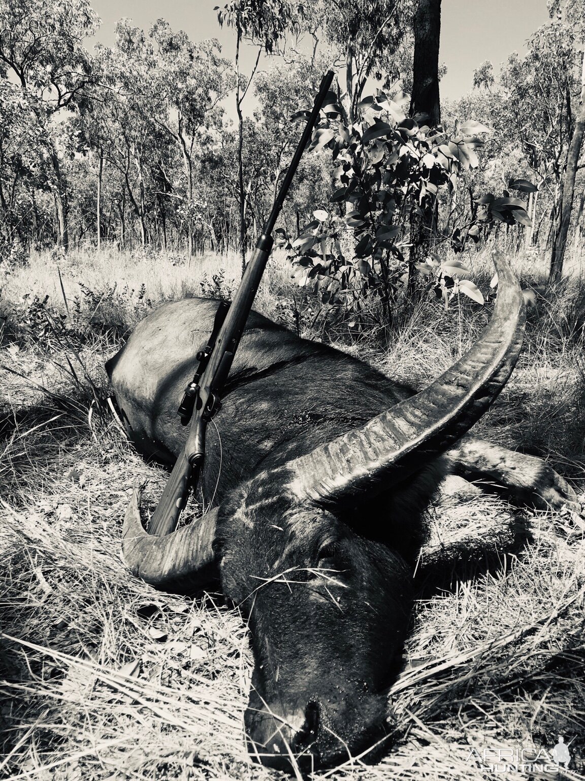 Hunting Asiatic Water Buffalo in Australia