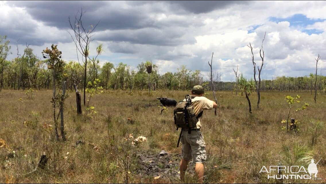 Hunting Asiatic Water Buffalo with .500 Jeffery in Arnhemland Australia