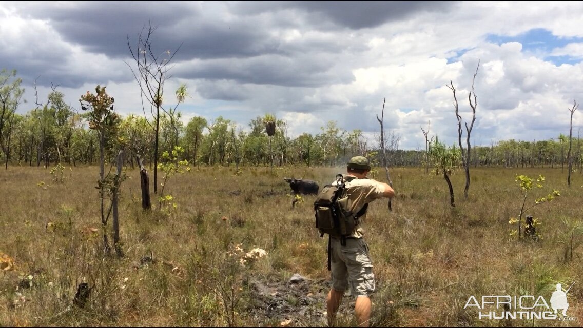 Hunting Asiatic Water Buffalo with .500 Jeffery in Arnhemland Australia