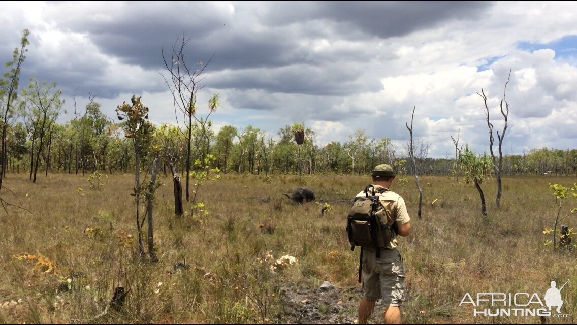 Hunting Asiatic Water Buffalo with .500 Jeffery in Arnhemland Australia