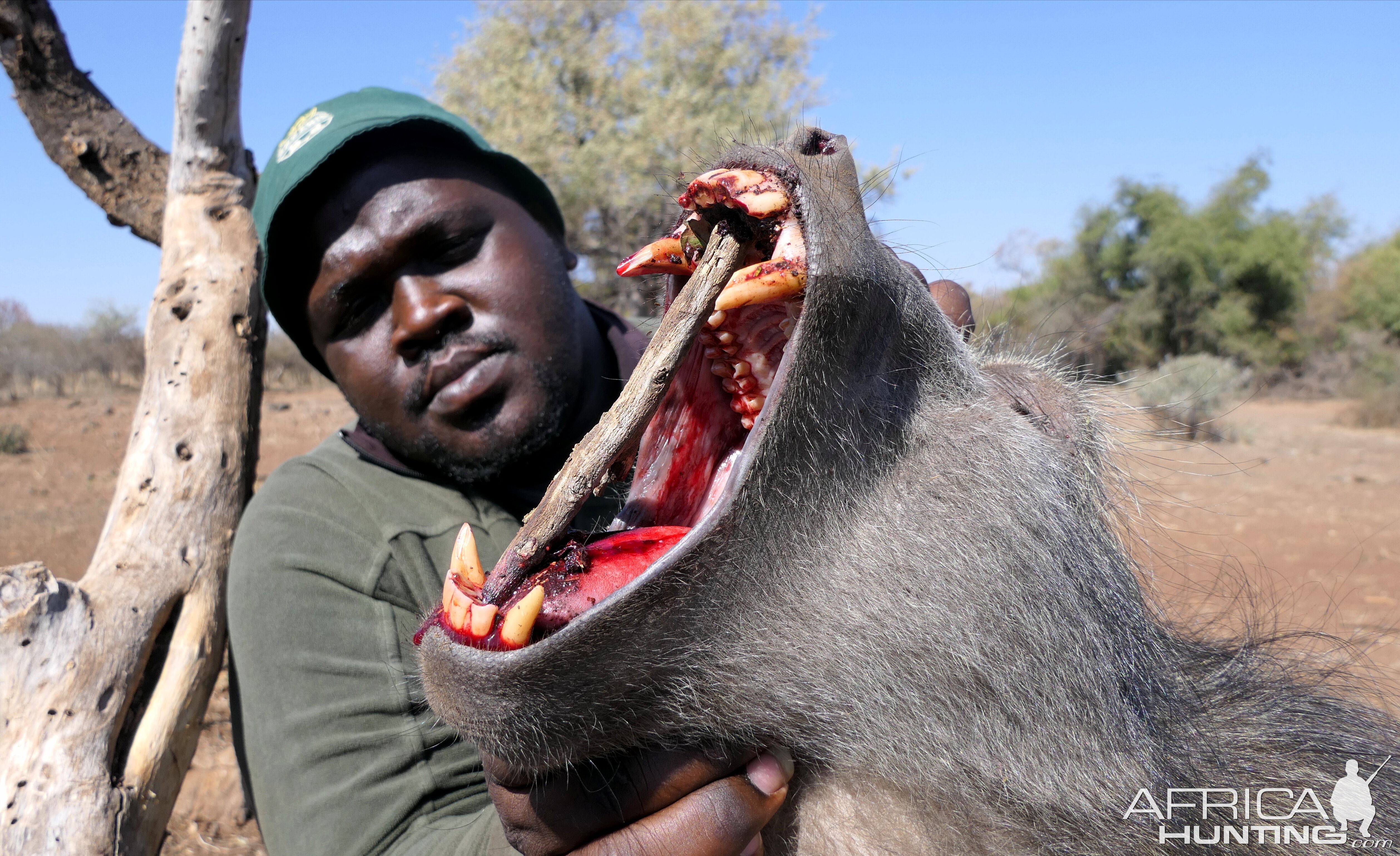 Hunting Baboon in South Africa