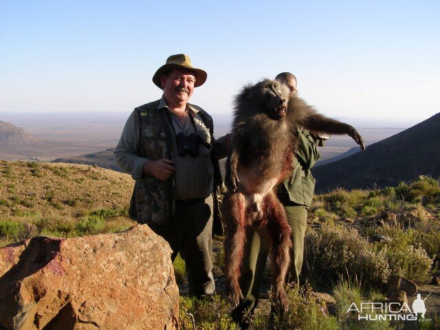 Hunting Baboon