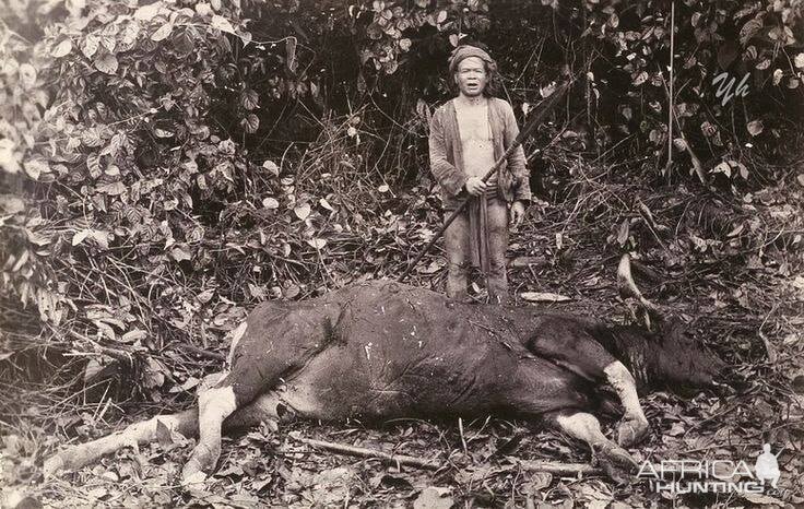 Hunting Banteng in Indonesia