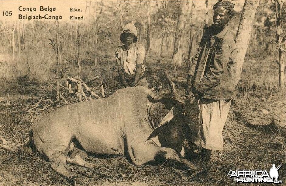 Hunting Belgian Congo, Eland